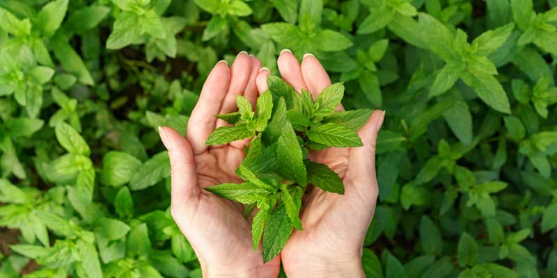 7 Herbal Plants You Can Easily Grow at Home for Health and Wellness