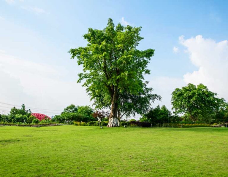 How We Can Help the Nature - Nature Wale